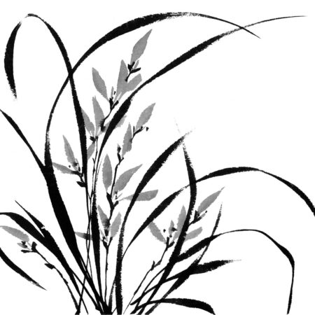 Black and White Orchid no.P17